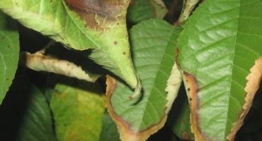 Z jakých důvodů třešňové listy vadnou a co s tím dělat, účinná kontrolní opatření